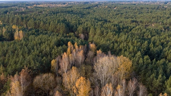 Un Belge agresse des gens du voyage avant de mourir dans une forêt : enquête sur une possible piste de suicide